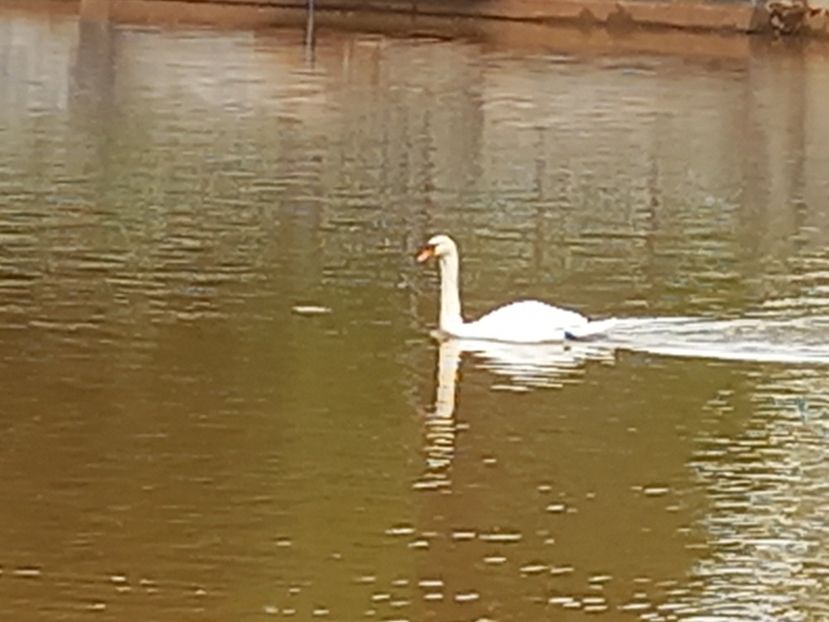  - Gradina Botanica Jibou