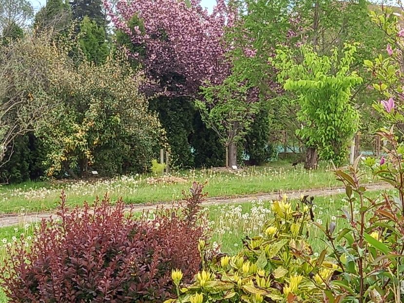  - Gradina Botanica Jibou