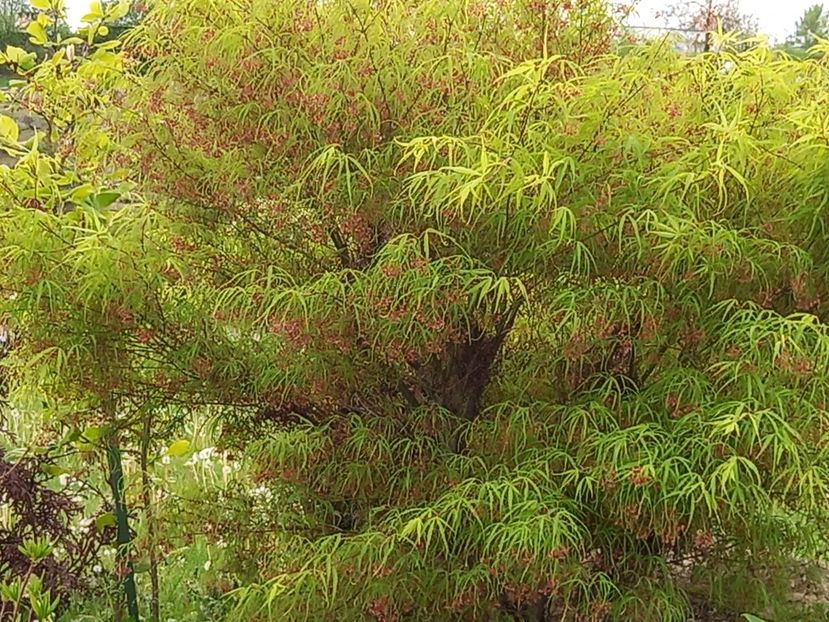  - Gradina Botanica Jibou