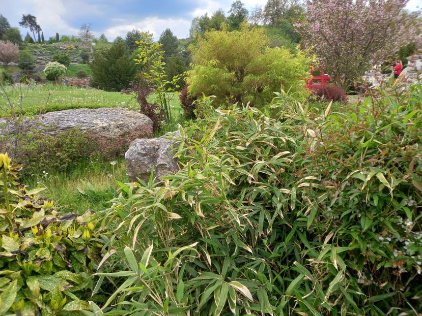  - Gradina Botanica Jibou