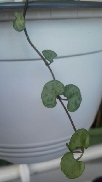 ❤Maria❤, iti ❤multumesc❤ cu toata ❤inima❤ - Albumul generozității