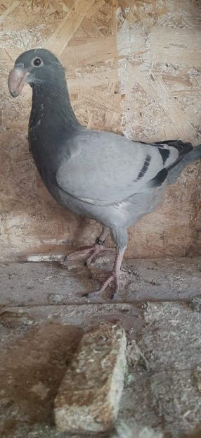 IMG-20220509-WA0002 - Pui 2022