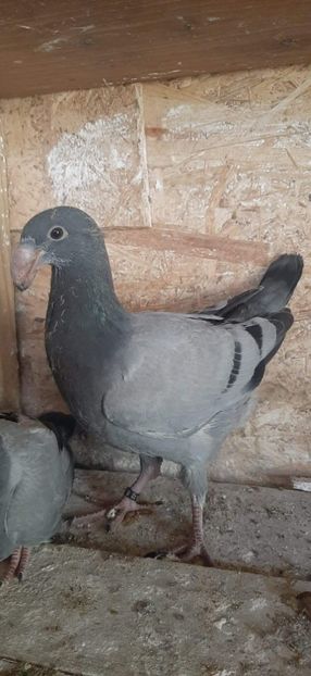 IMG-20220509-WA0001 - Pui 2022