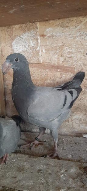 IMG-20220509-WA0000 - Pui 2022