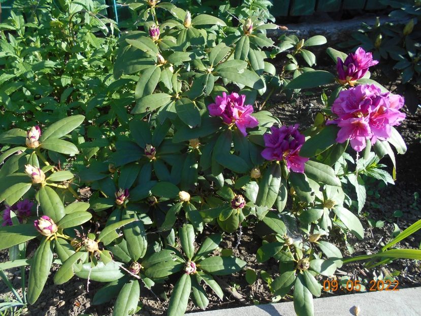  - 02 Azalee-rhododendroni-heleborusi-hortensii-hoste 2022