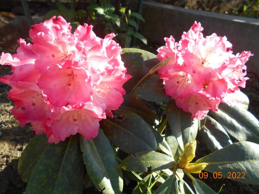  - 02 Azalee-rhododendroni-heleborusi-hortensii-hoste 2022