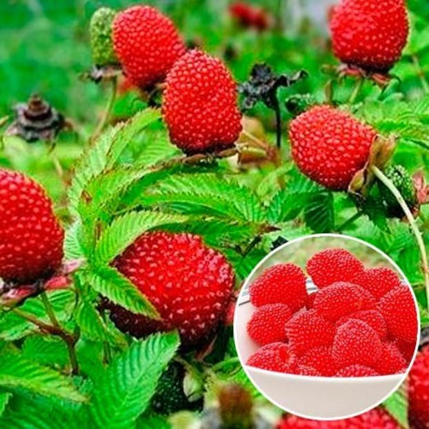 zmeur-capsun 10lei - aaPlante fructifere disponibile