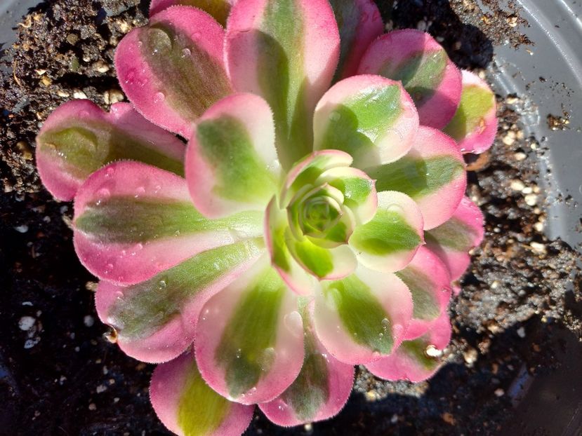  - Aeonium