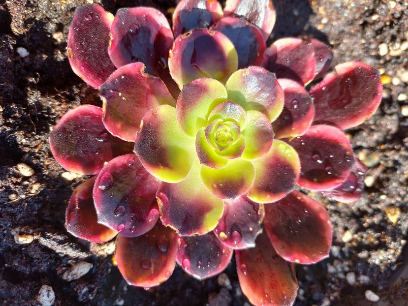  - Aeonium