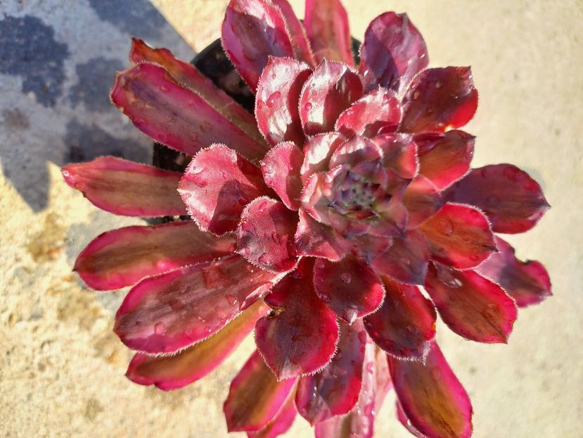 Mardi Gras - Aeonium