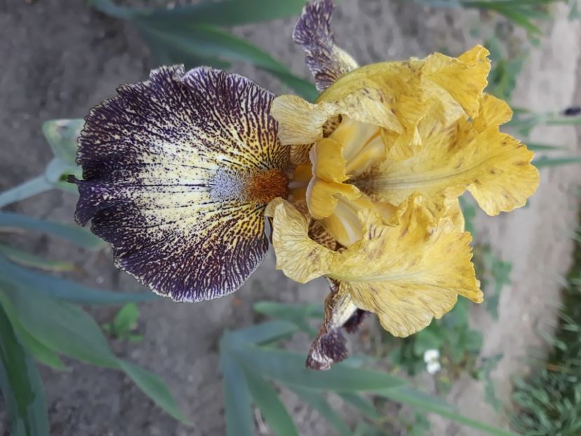 Petit tiger - Irisi 2022