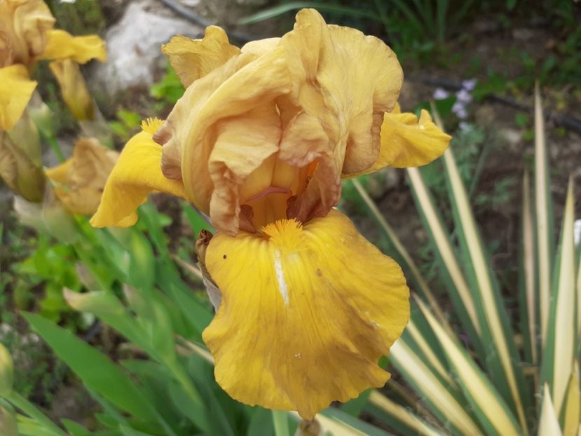 John - Iris 2022