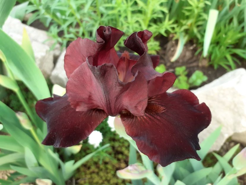 Craneapple - Iris 2022