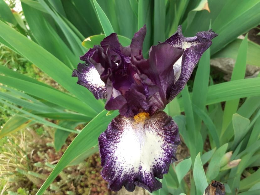 Vitrail - Iris 2022