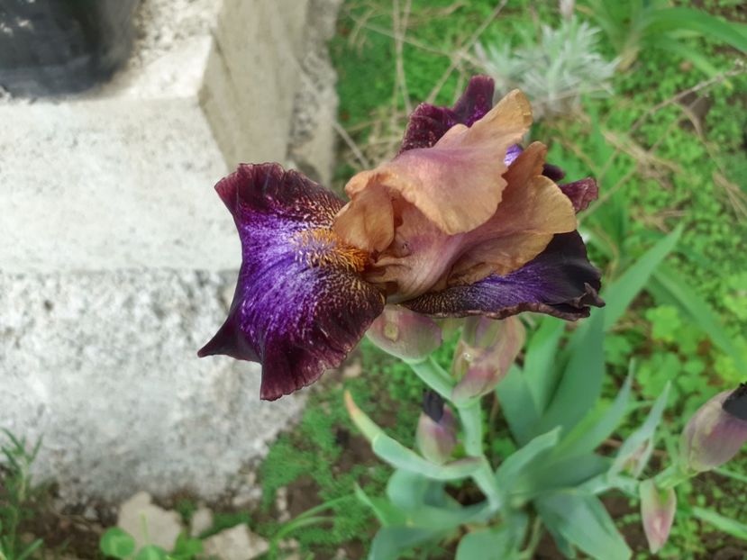 Parting glances - Iris 2022