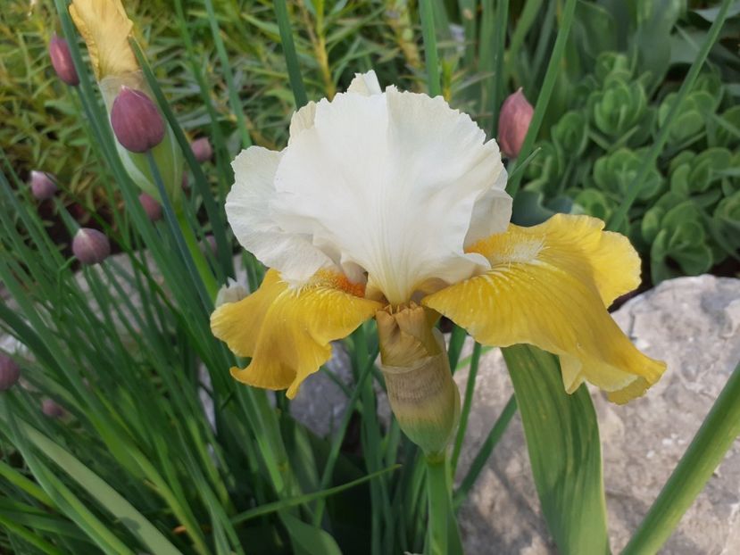 Tact - Iris 2022