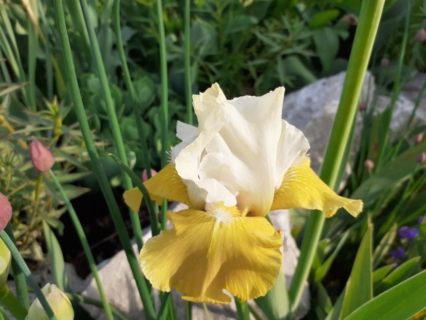 Tact - Iris 2022