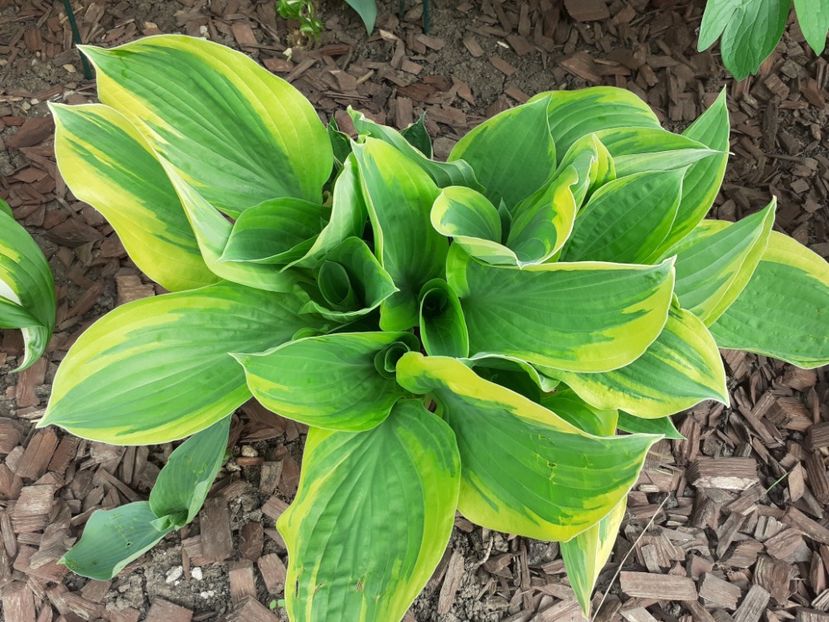  - Hosta