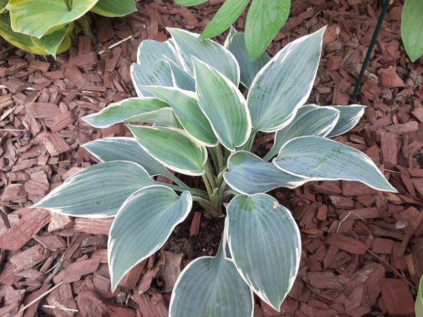  - Hosta