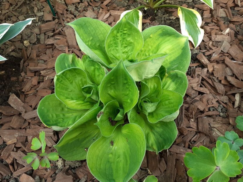  - Hosta