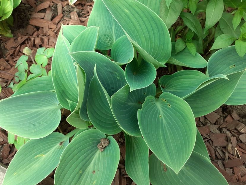  - Hosta
