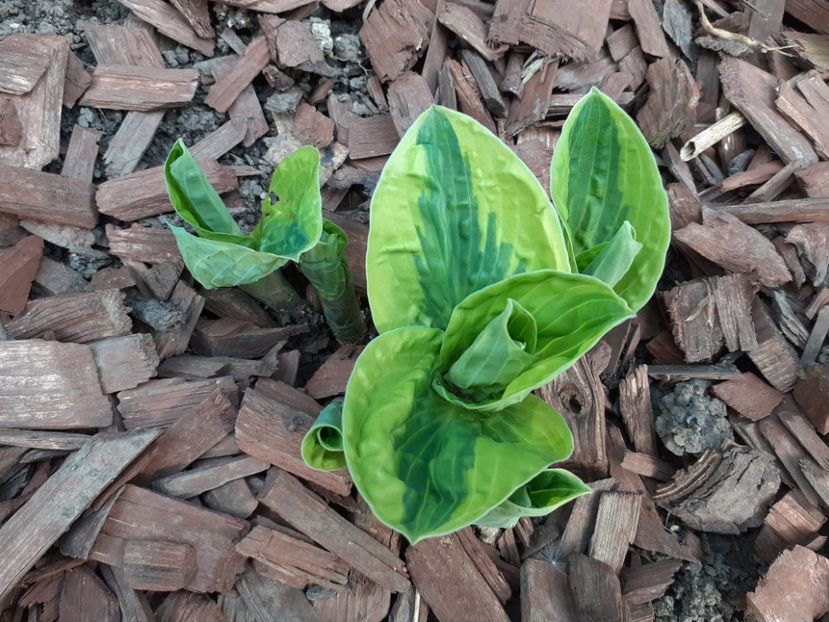  - Hosta