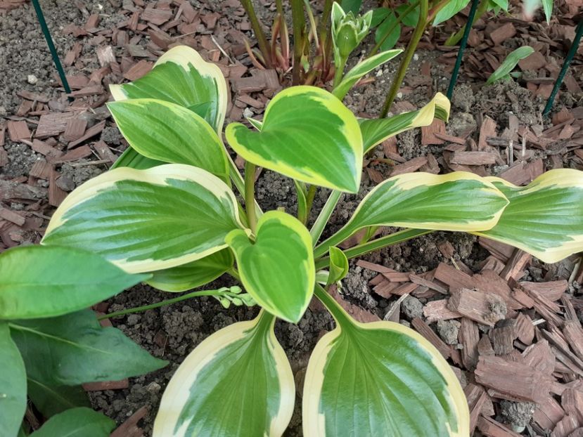  - Hosta