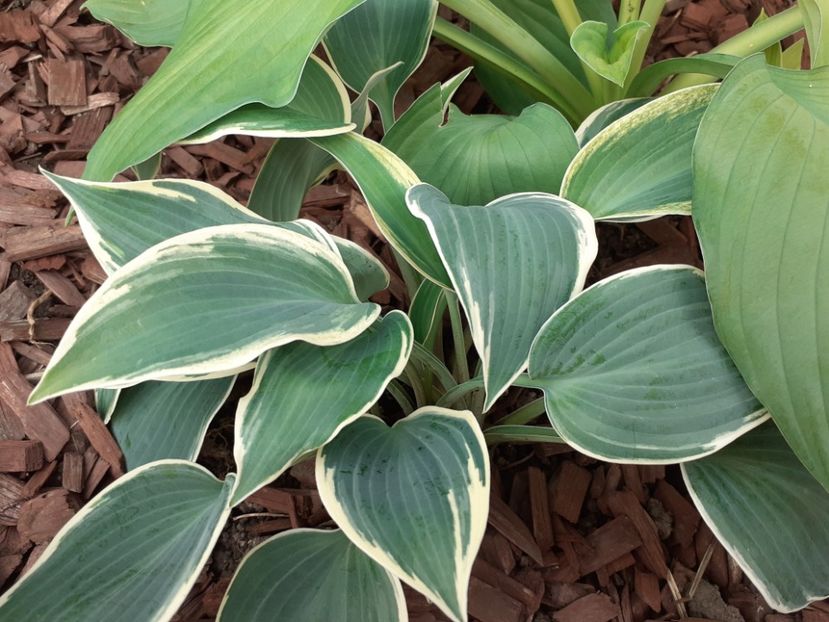  - Hosta