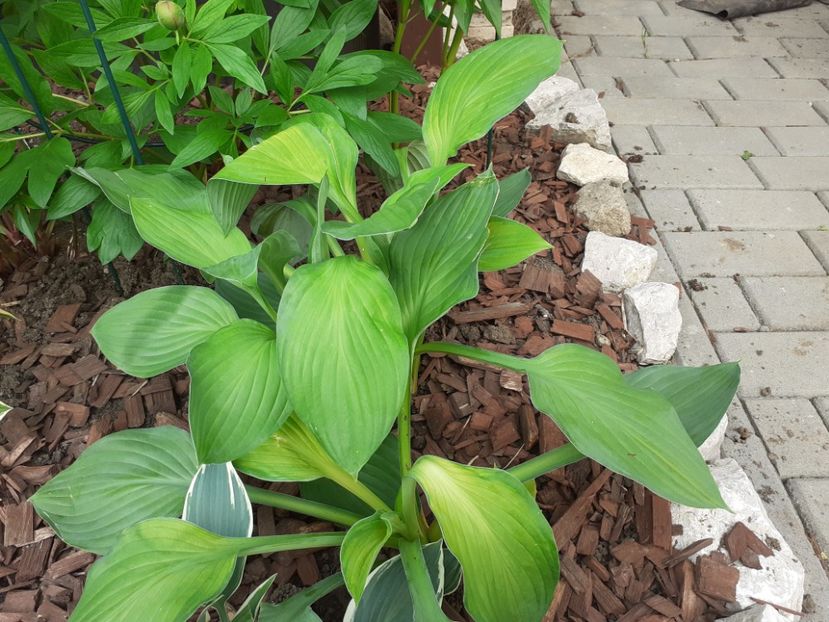 - Hosta