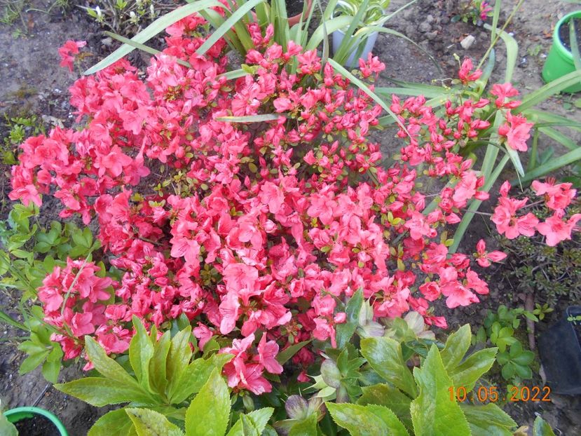  - 02 Azalee-rhododendroni-heleborusi-hortensii-hoste 2022