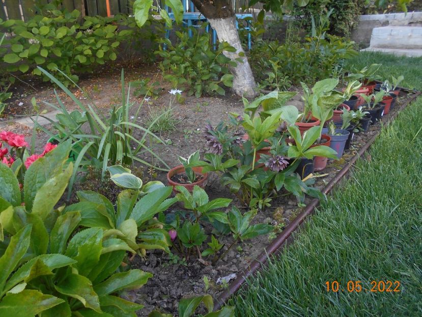  - 02 Azalee-rhododendroni-heleborusi-hortensii-hoste 2022