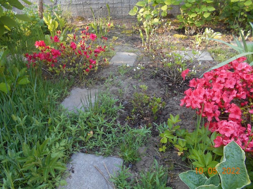  - 02 Azalee-rhododendroni-heleborusi-hortensii-hoste 2022