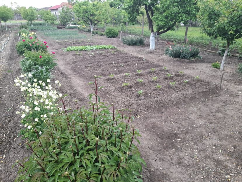  - 01 De prin curte si gradina