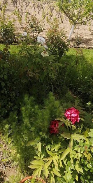 279859979_546006400247860_3527359115230269593_n (1) - Mai 2022