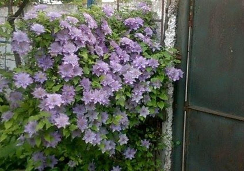 Clemais 1 - ALTE FRUMOASE CLEMATITE