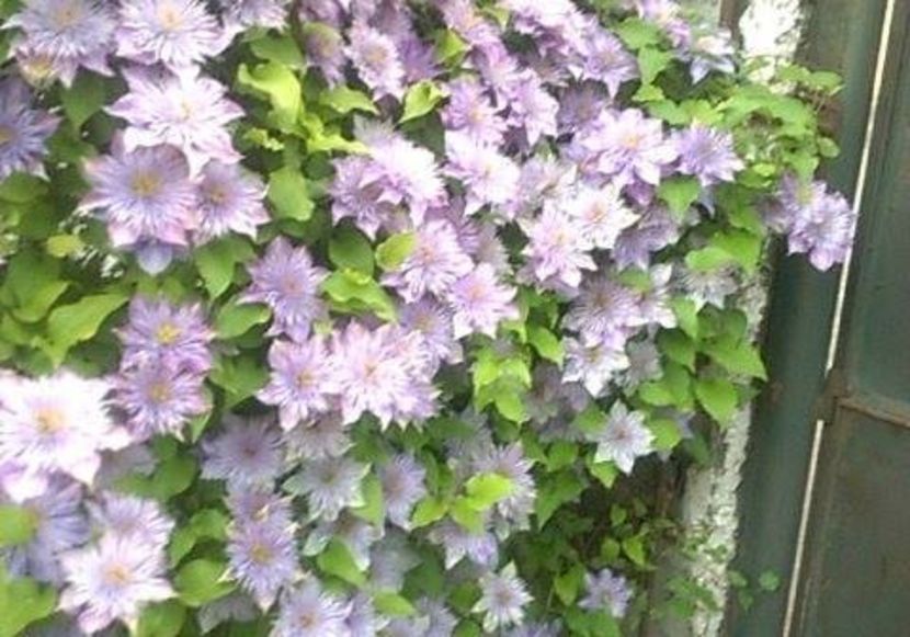 Clematis 2 - ALTE FRUMOASE CLEMATITE