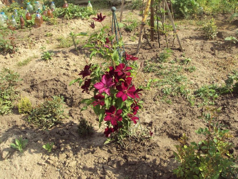 Clematis 3 - ALTE FRUMOASE CLEMATITE