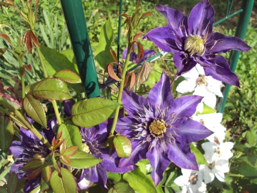 Clematis 5 - ALTE FRUMOASE CLEMATITE