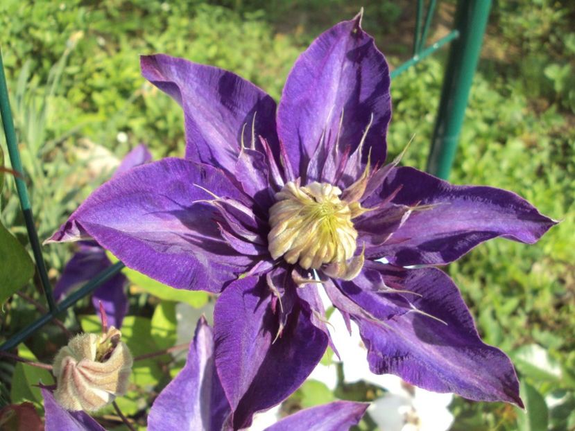 Clematis 7 - ALTE FRUMOASE CLEMATITE