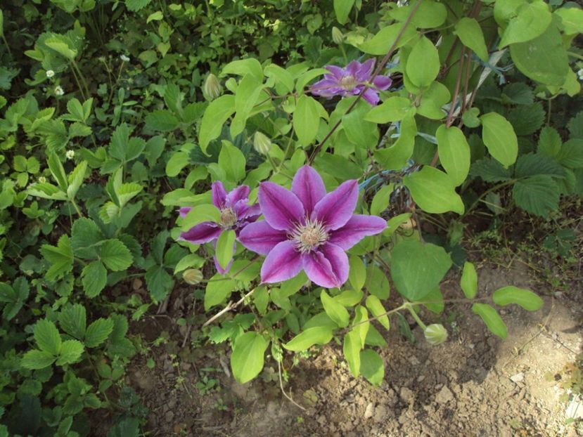 Clematis 9 - ALTE FRUMOASE CLEMATITE