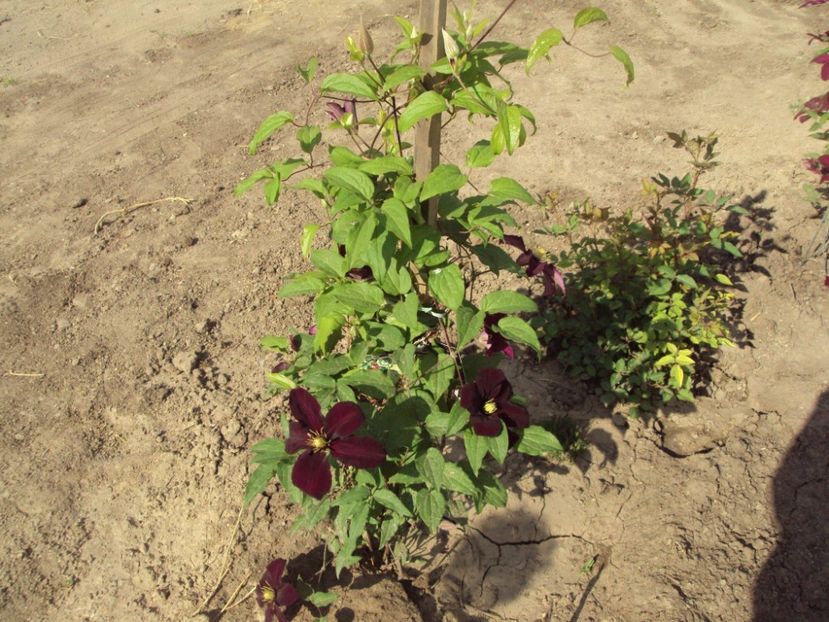 Clematis 10 - ALTE FRUMOASE CLEMATITE