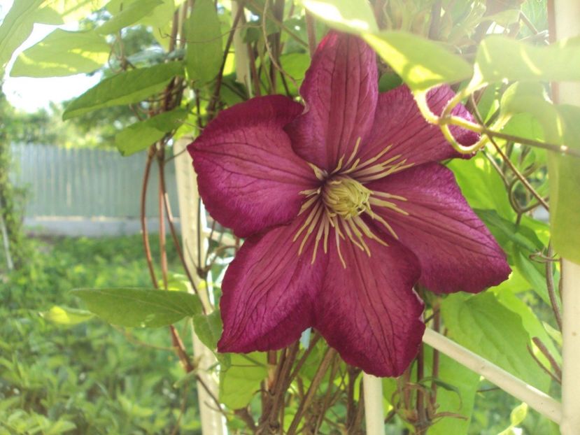 Clematis 11 - ALTE FRUMOASE CLEMATITE