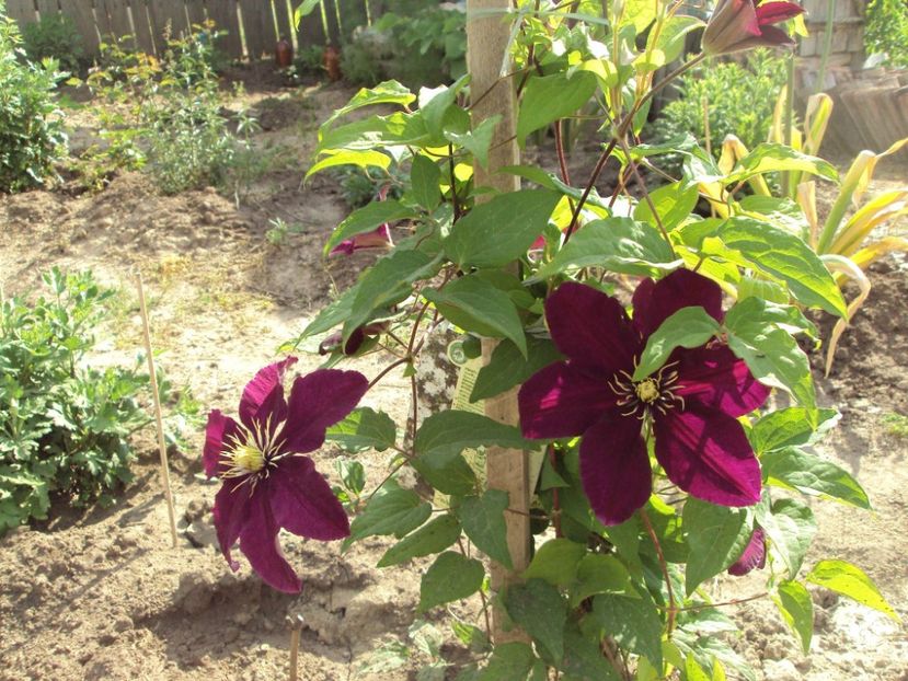 Clematis 13 - ALTE FRUMOASE CLEMATITE