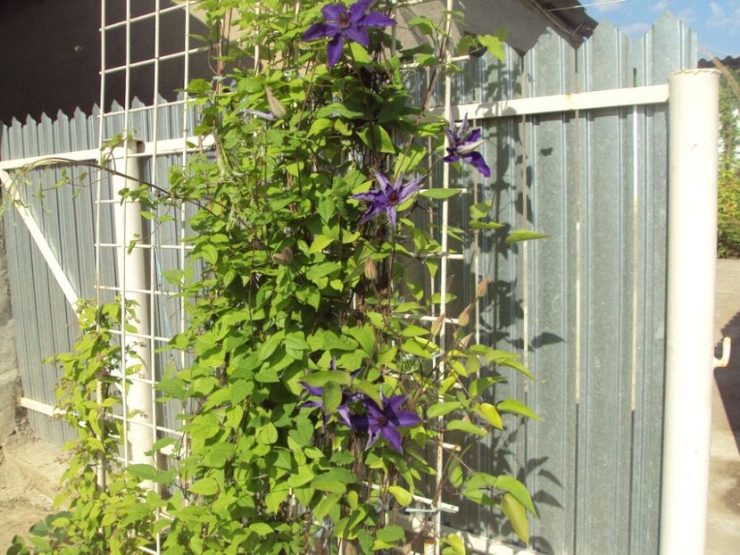 Clematis 15 - ALTE FRUMOASE CLEMATITE