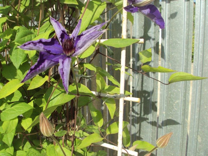 Clematis 16 - ALTE FRUMOASE CLEMATITE