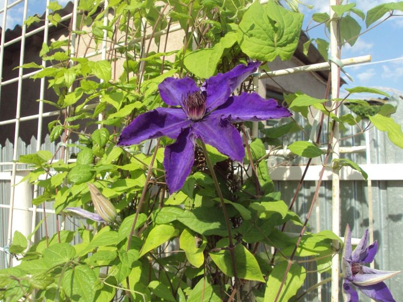 Clematis 17 - ALTE FRUMOASE CLEMATITE