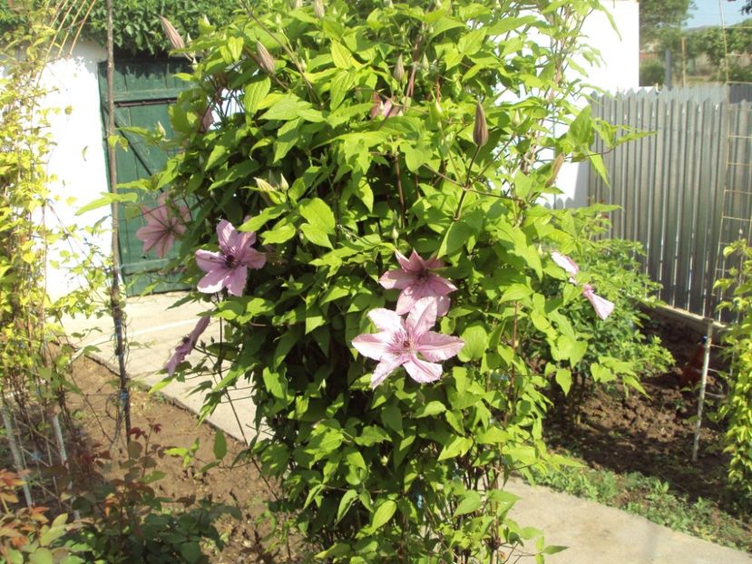 Clematis 18 - ALTE FRUMOASE CLEMATITE