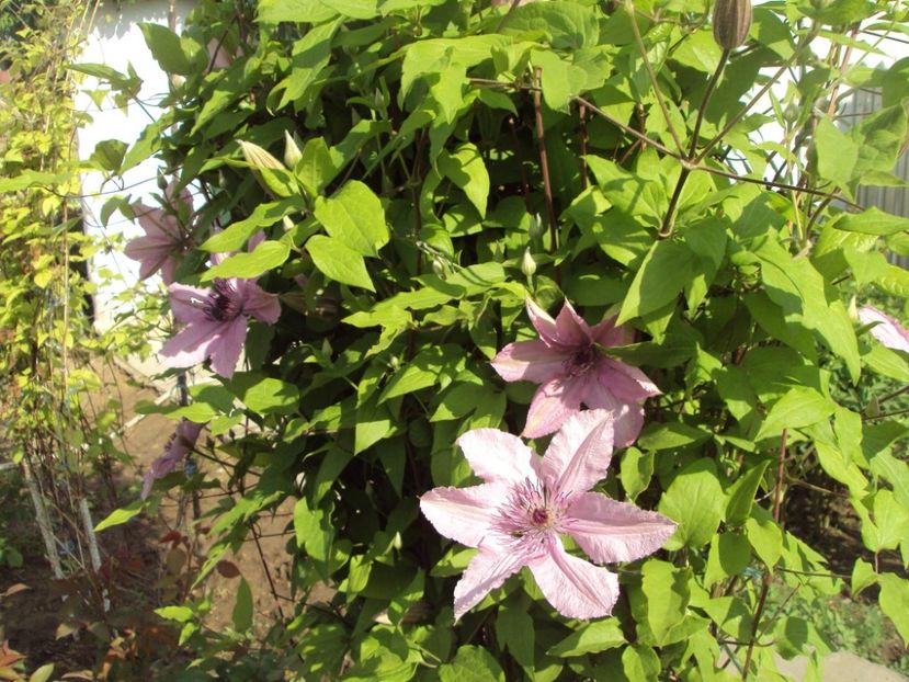 Clematis 19 - ALTE FRUMOASE CLEMATITE