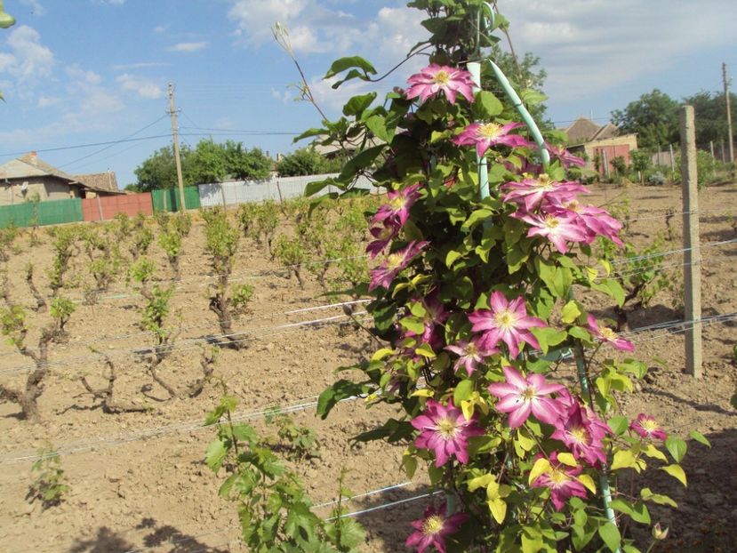Clematis 20 - ALTE FRUMOASE CLEMATITE