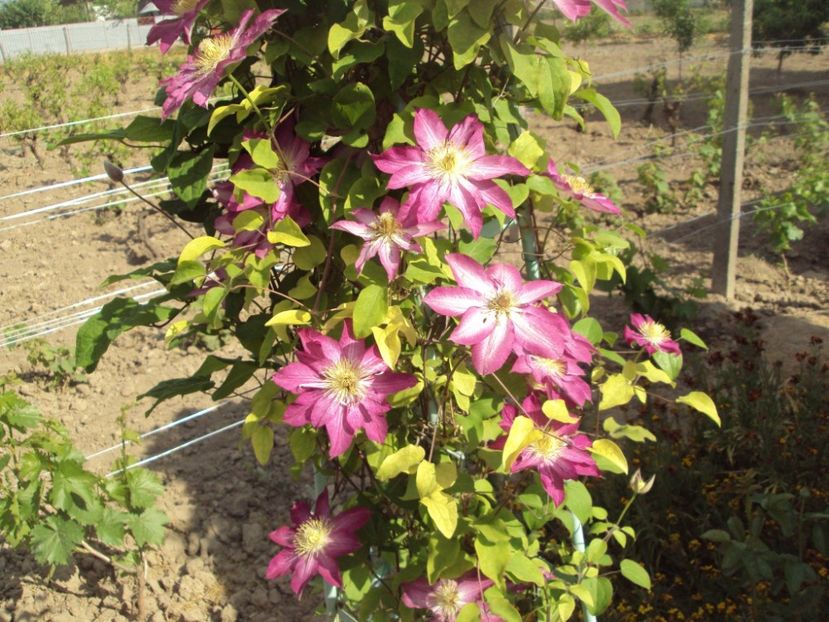 Clematis 21 - ALTE FRUMOASE CLEMATITE